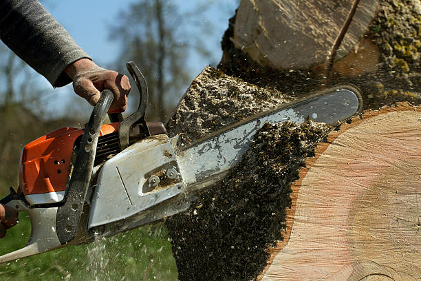 Trusted Delavan Lake, WI  Tree Services Experts